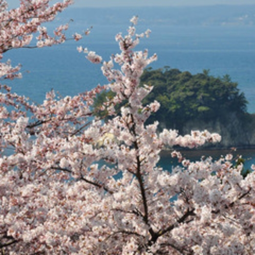 うしつ荘から満開の桜越しに見る遠島山