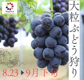 【大粒ぶどう狩体験付】 「ビュッフェ＆飲み放題」のプランに大粒ぶどう狩付けちゃいました♪