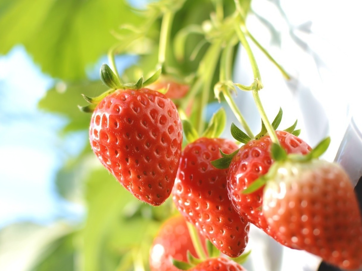 【期間限定・いちご狩り】あまぁ〜いいちご狩り30分付き！当館人気のビュッフェ+飲み放題プラン