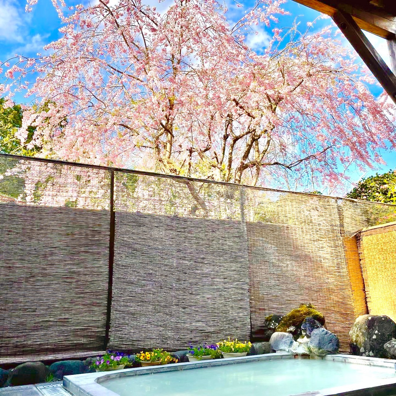露天風呂（枝垂桜）