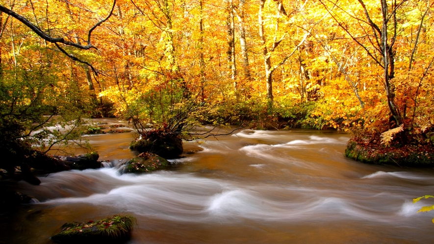 【奥入瀬渓流】秋は紅葉と渓流美が美しい季節