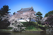 亀城公園の桜