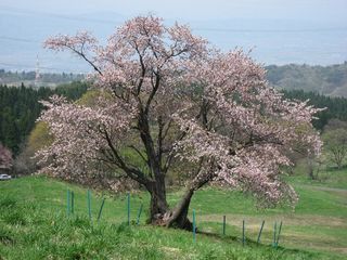 大山桜