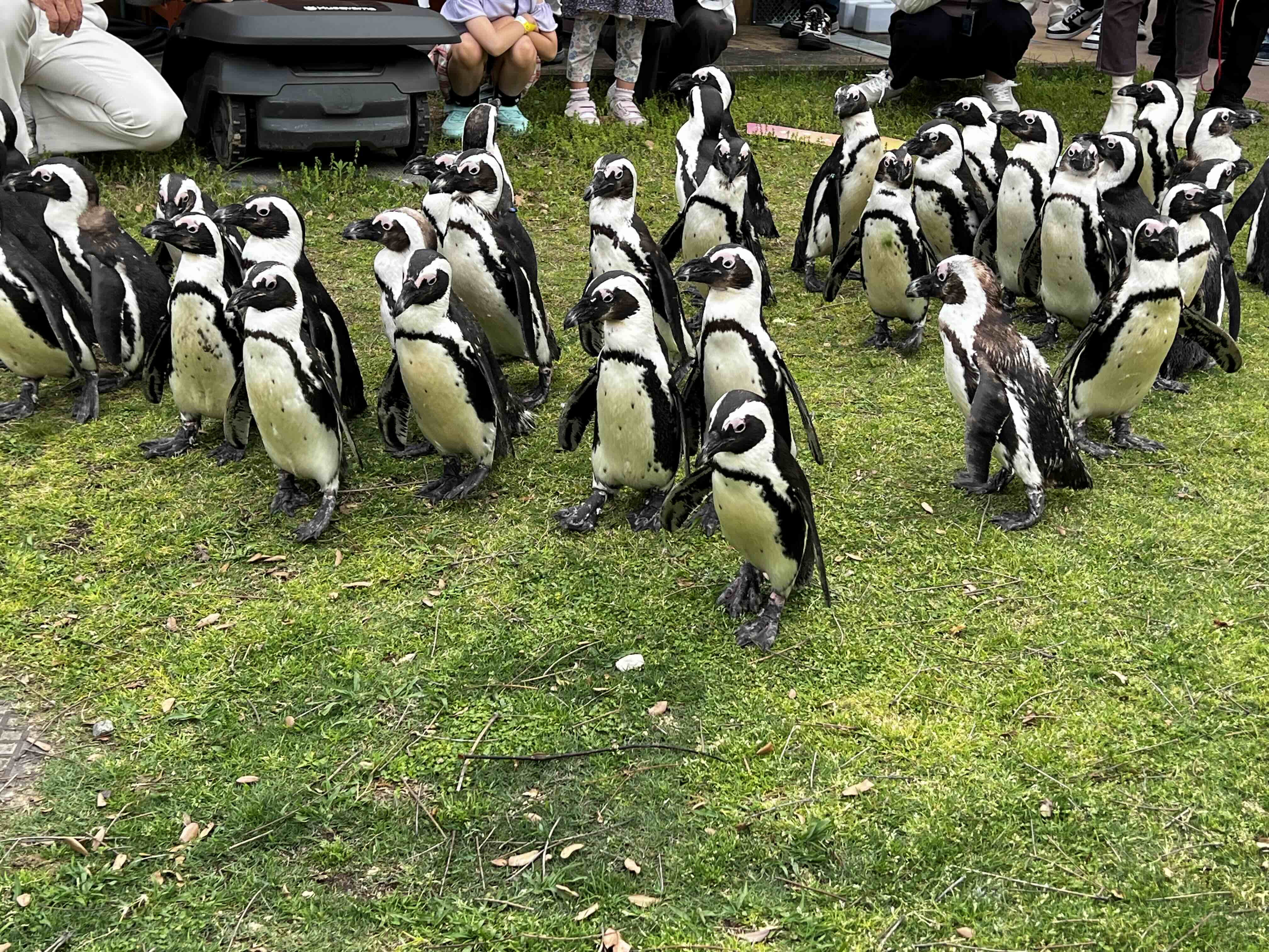 ペンギン