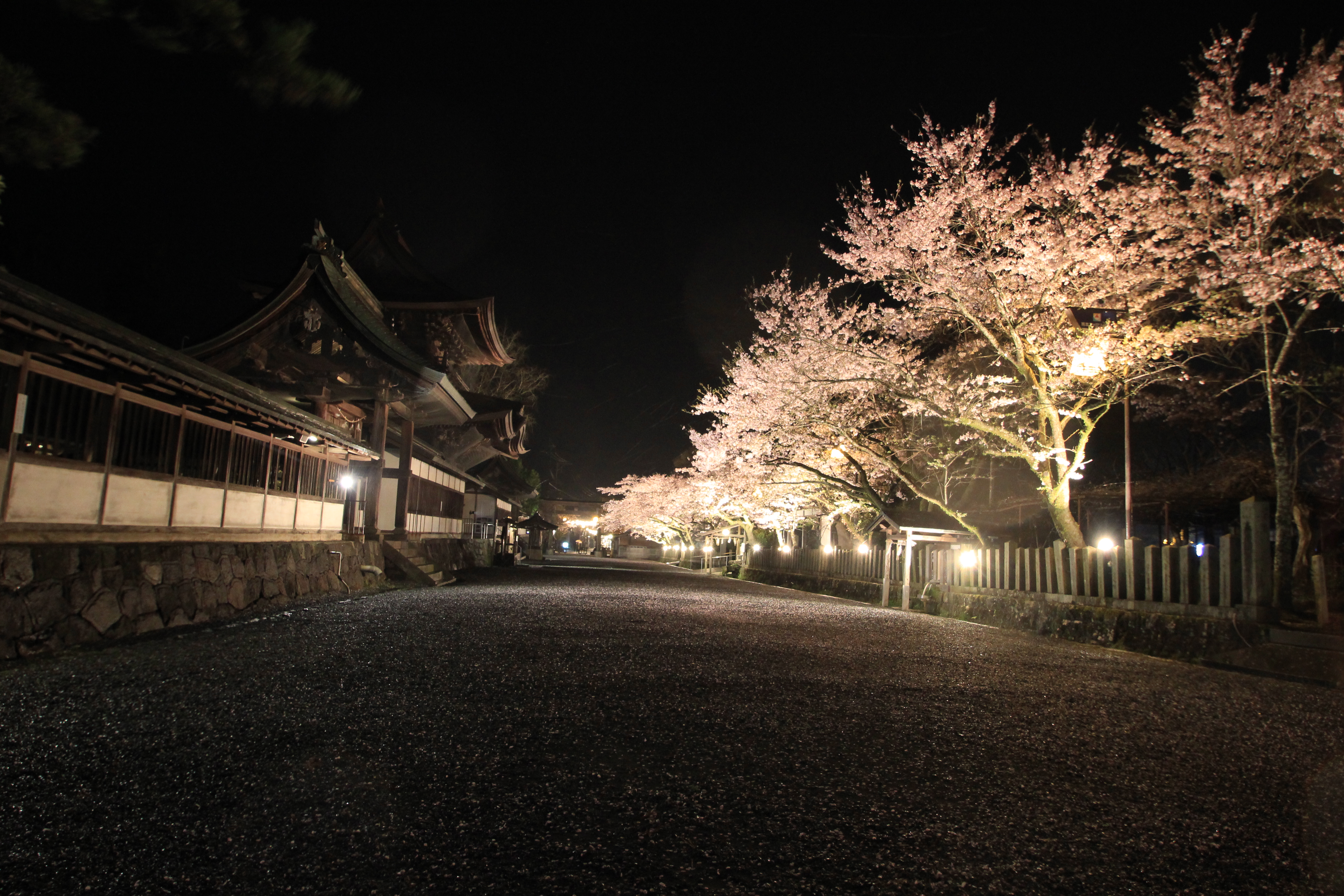 阿蘇神社参道の夜桜