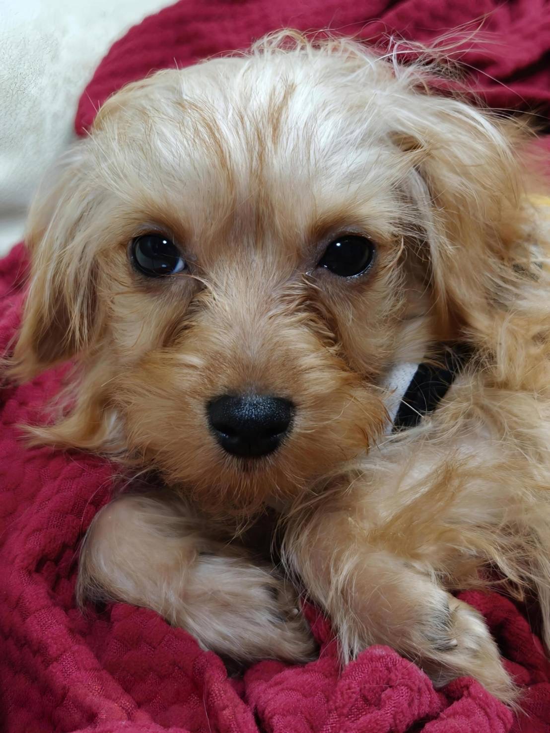 看板犬アーロ君
