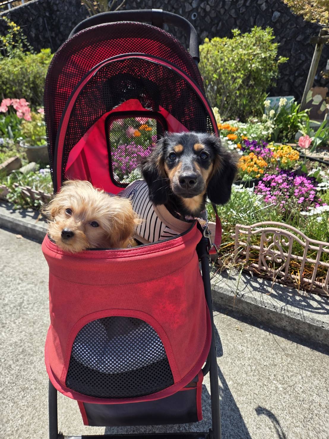 看板犬うに&アーロ