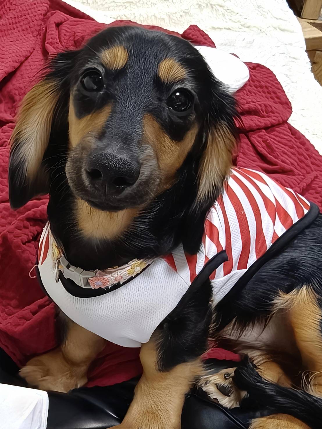 看板犬うにちゃん