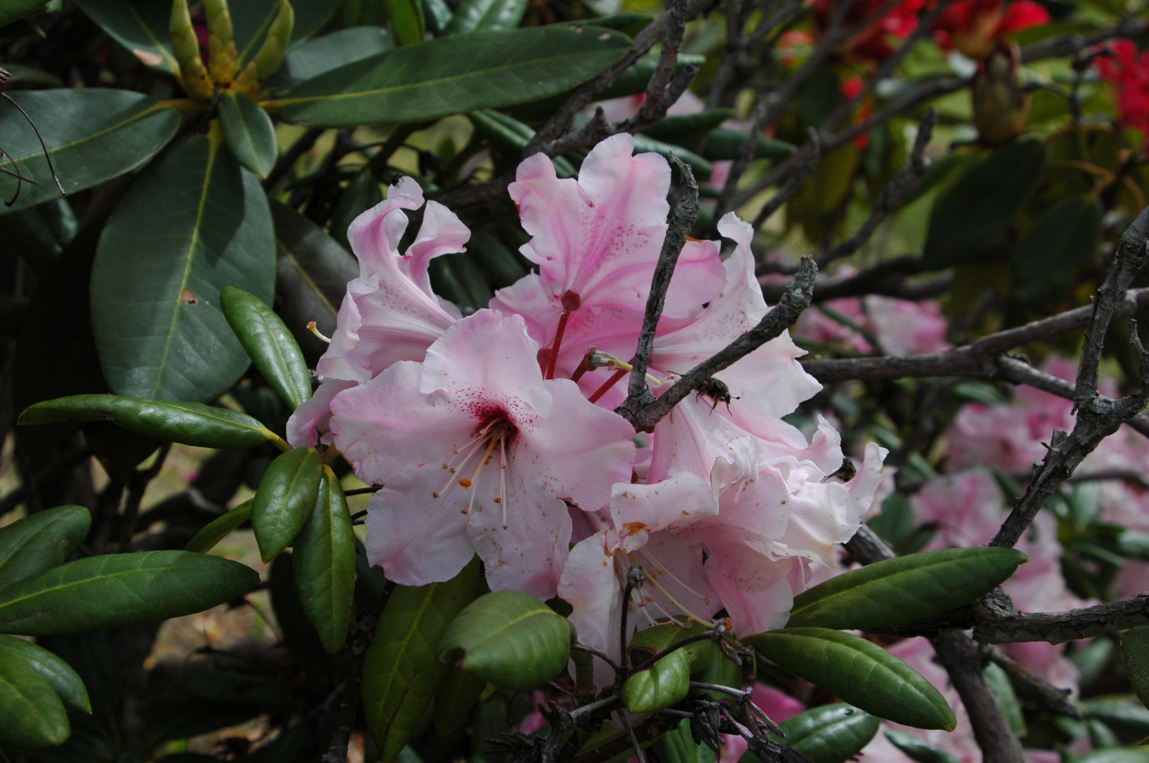 庭園内に咲く花