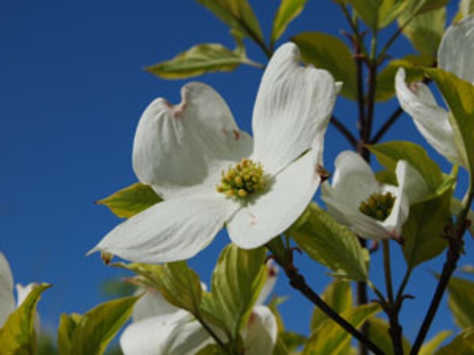 敷地内に咲く草花