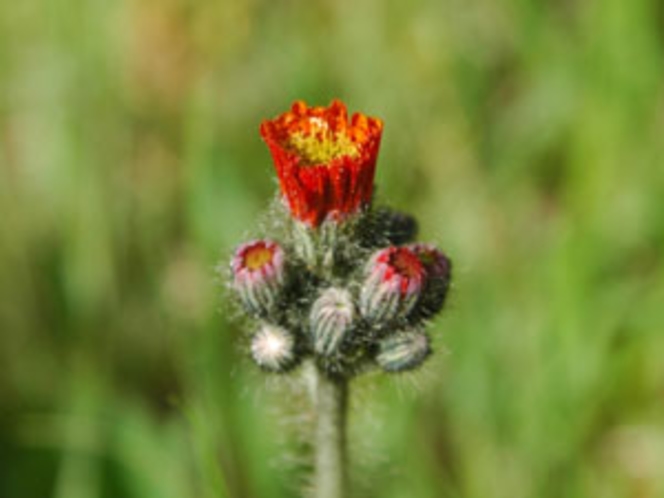 敷地内に咲く草花