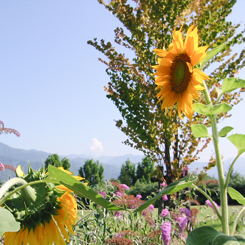 庭園に咲く草花