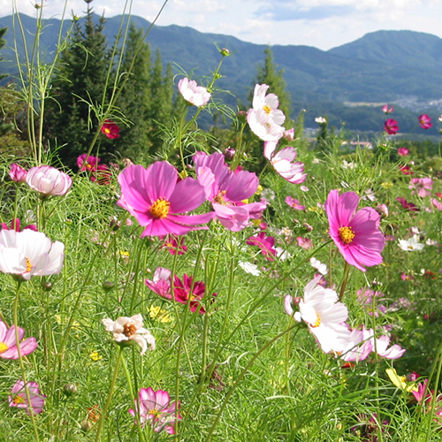 庭園に咲く草花