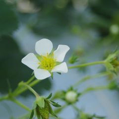 いちごの花