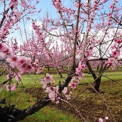 ■ももの花