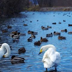 白鳥の湖　犀川白鳥湖