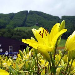 白馬岩岳ゆり園