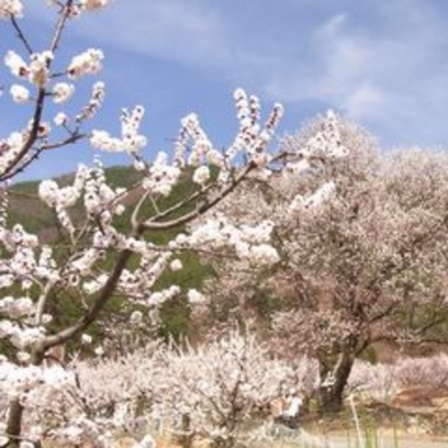 ■一目十万本　あんずの里