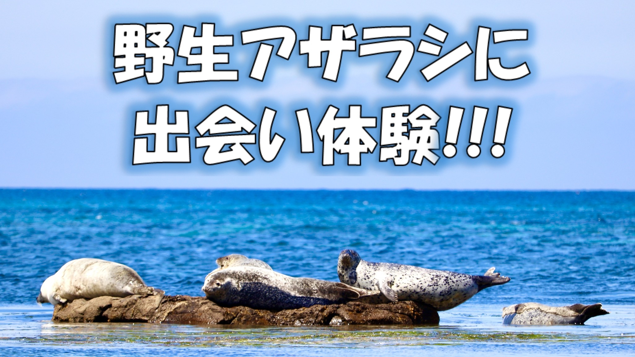 【野生アザラシの見学プラン】アザラシ日向ぼっこ中♪ホテル〜出没ポイント間の送迎あり/2食付き