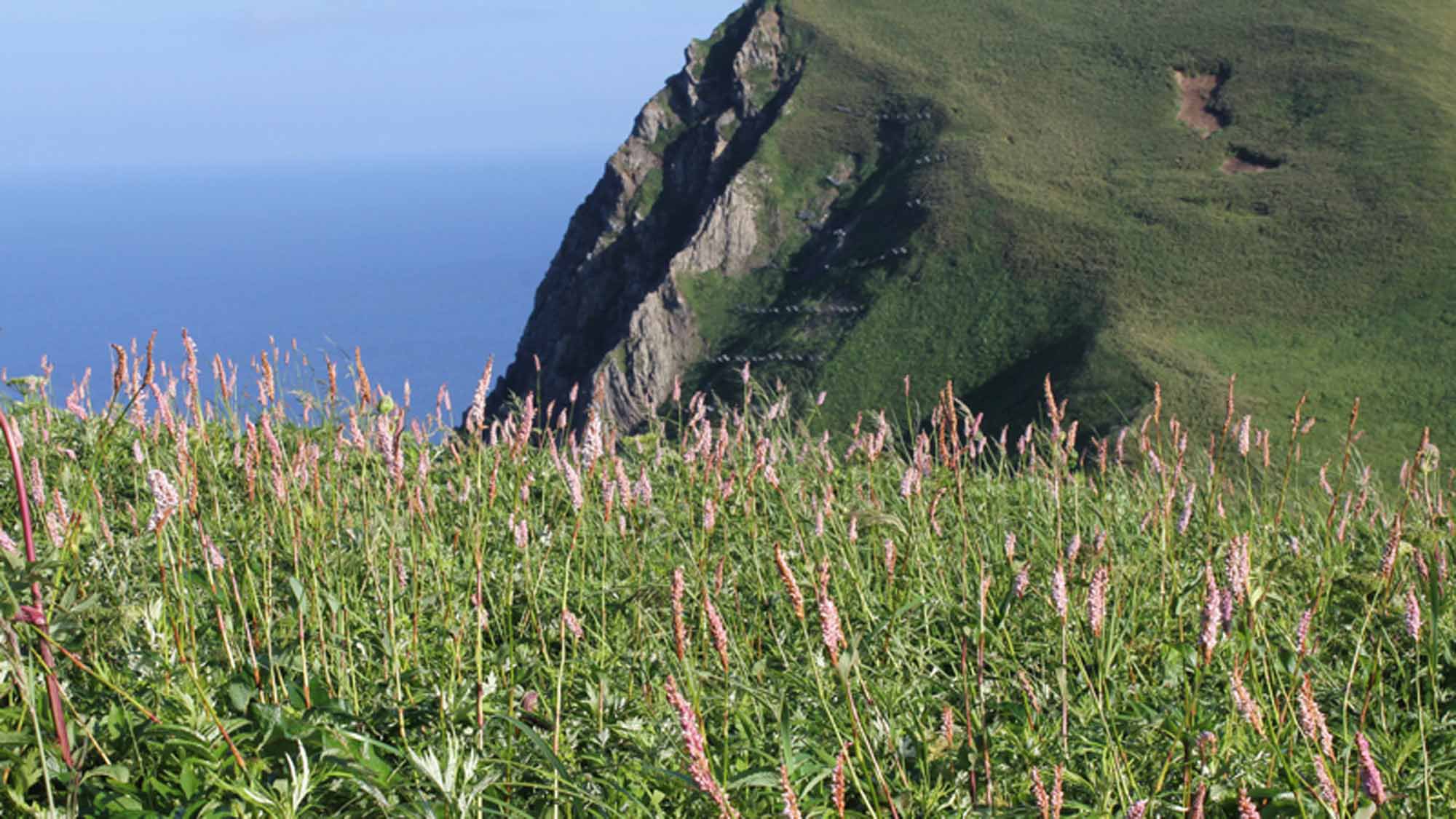 【桃岩展望台へ早朝お散歩】礼文島の花畑にご案内♪送迎付きプラン