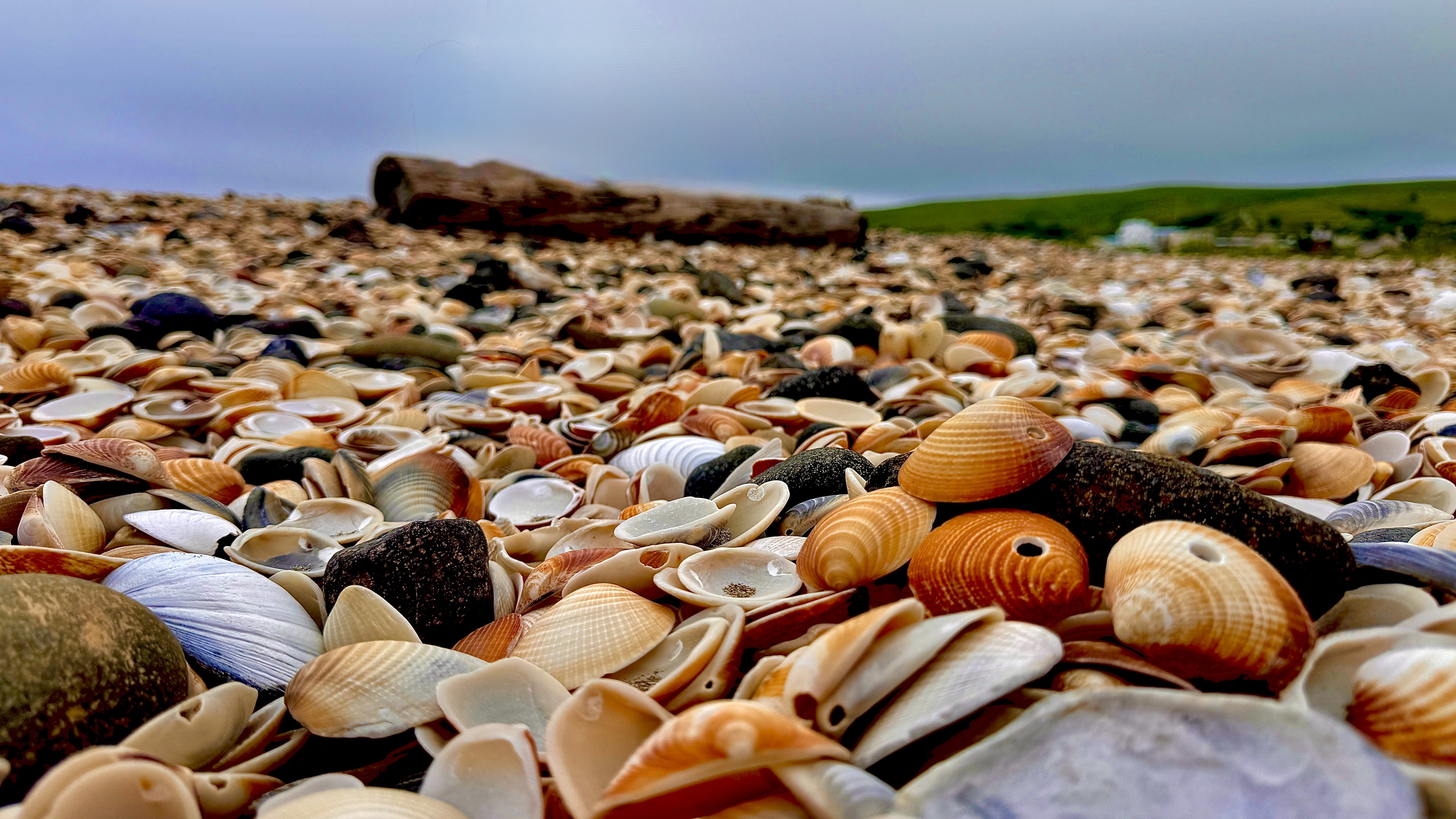 *【礼文島観光】穴あき貝/真ん丸の穴が開いた珍しい貝殻