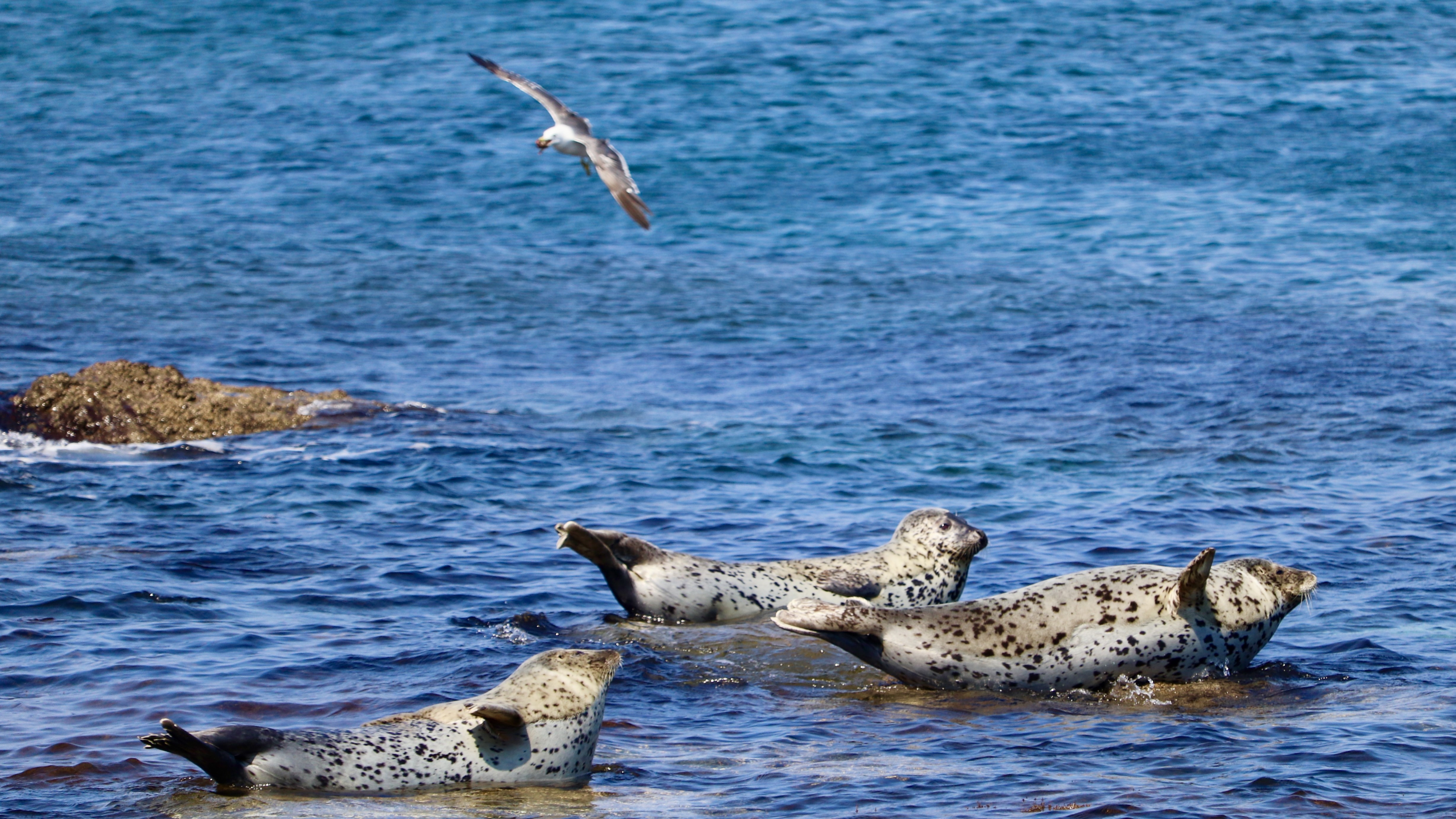 *【礼文島観光】野生のアザラシたち