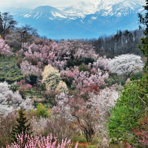 観光地：花見山　福島の桃源郷。花見山はお花見の名所として知られています。