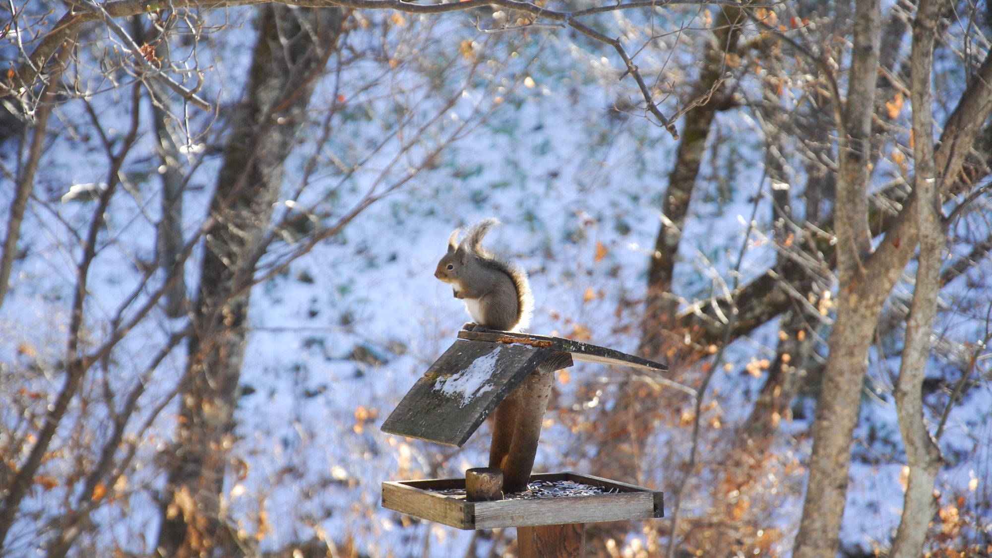 【基本2食付】洋食・和食選べるスタンダードプラン＜2食付＞《夕食前半》