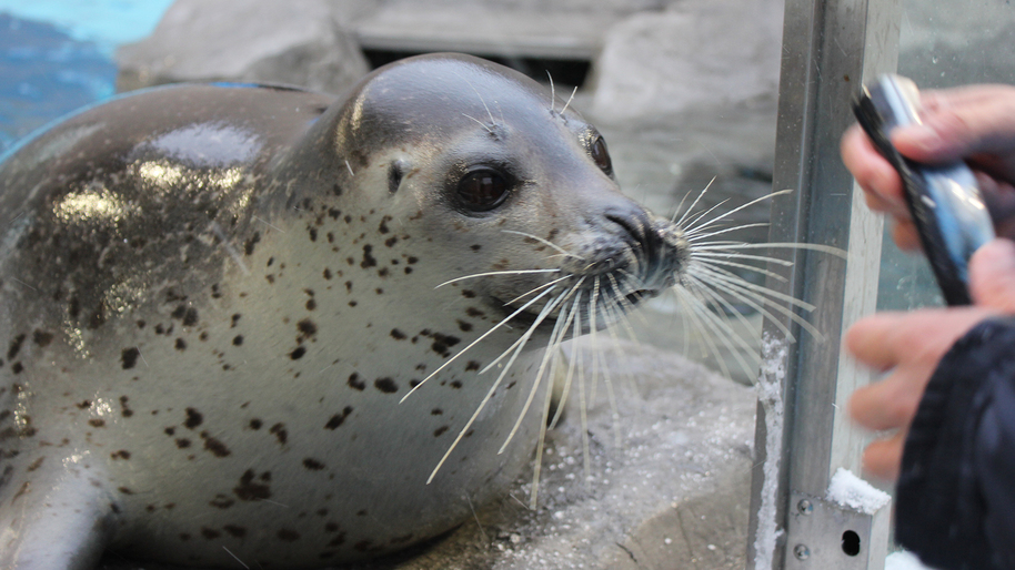 男鹿水族館GAOゴマフアザラシみずき