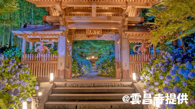 【期間限定】初夏の名所「雲昌寺のアジサイ★夜のライトアップ鑑賞★」入場券＆送迎付プラン♪