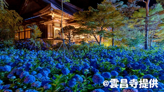 【期間限定】初夏の名所「雲昌寺のアジサイ★夜のライトアップ鑑賞★」入場券＆送迎付プラン♪