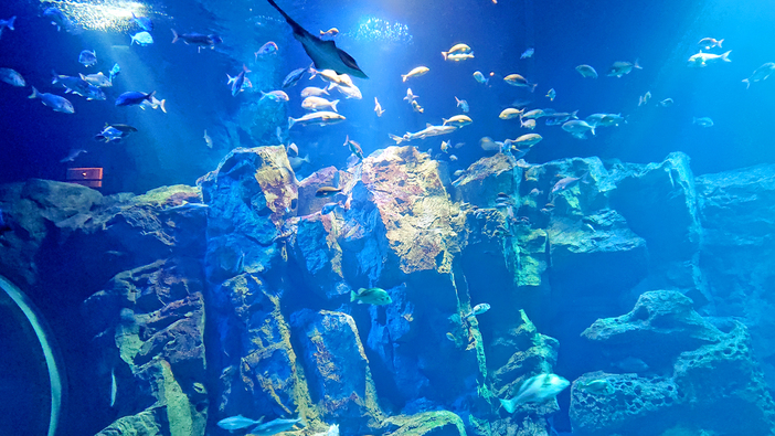 夏休みファミリー応援♪総額40，000円〜男鹿水族館GAOチケット＆お子様特別料金＆プチプレゼント付