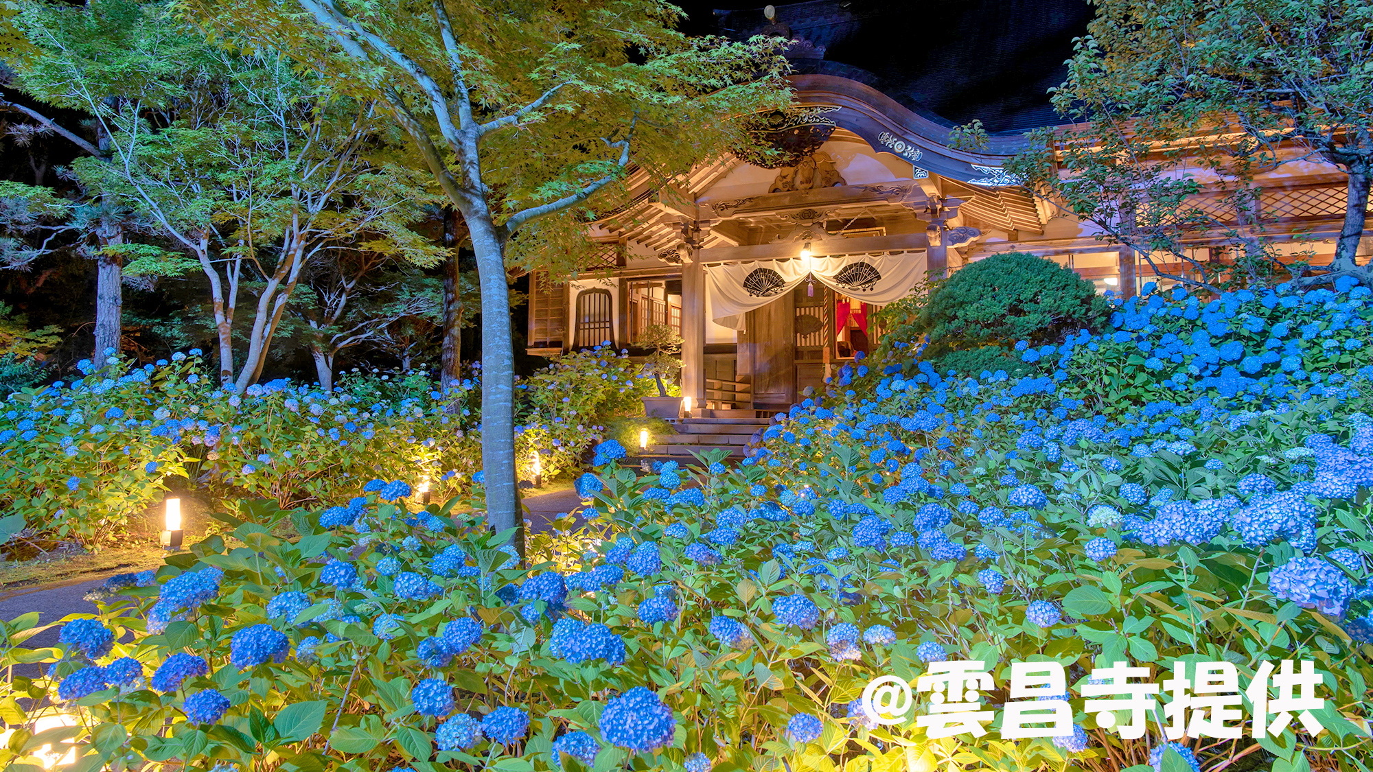 雲昌寺～アジサイ夜間ライトアップ