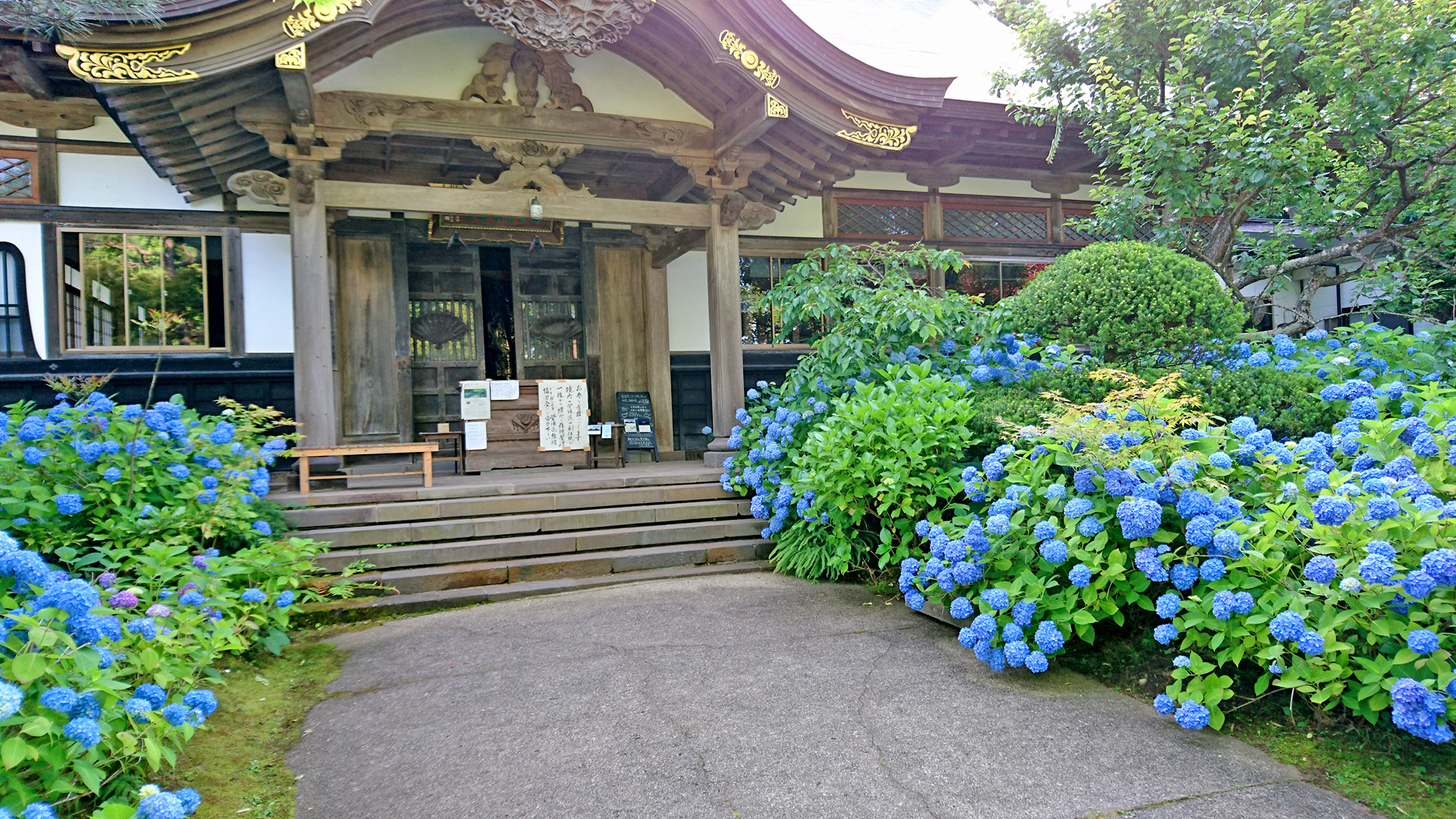 男鹿の新名所　雲昌寺」1200株のアジサイが咲きます。