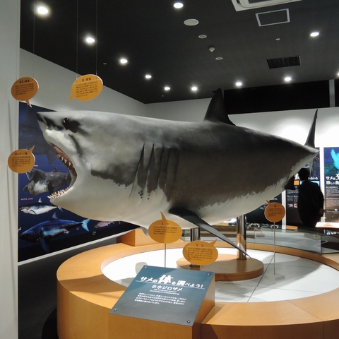 シャークミュージアム＆氷の水族館 共通入場チケット付きプラン 2026/11/3-2027/3/31