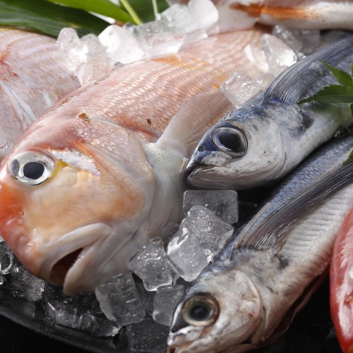 【定番】価格重視の方におすすめ！新鮮な海の幸を堪能！お手軽会席プラン（１泊夕食のみ）