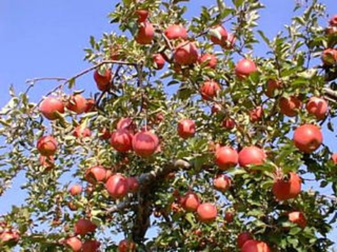 りんごの木（リンゴ園）