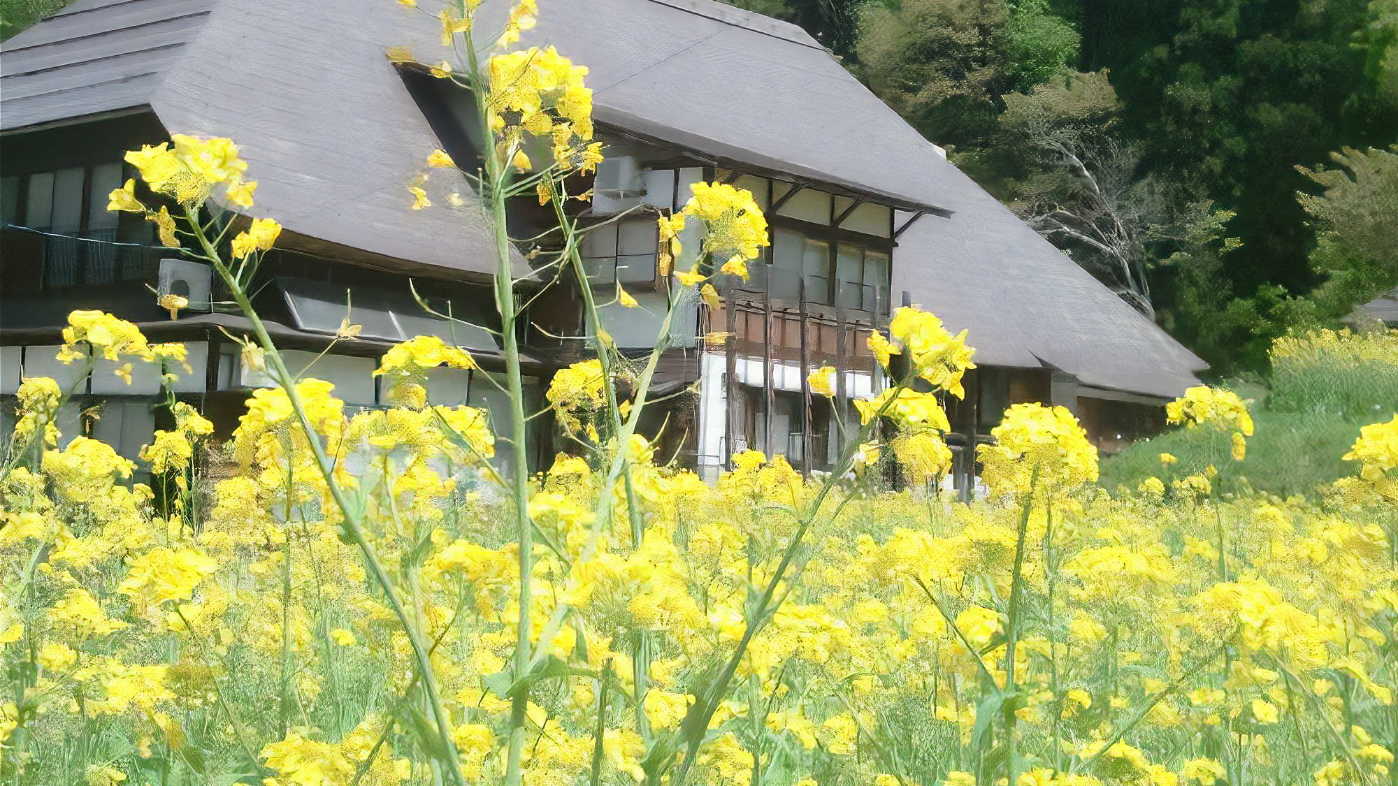 【健命時の菜の花】当館から徒歩1分のところにある健命時は野沢菜の発祥のお寺です。