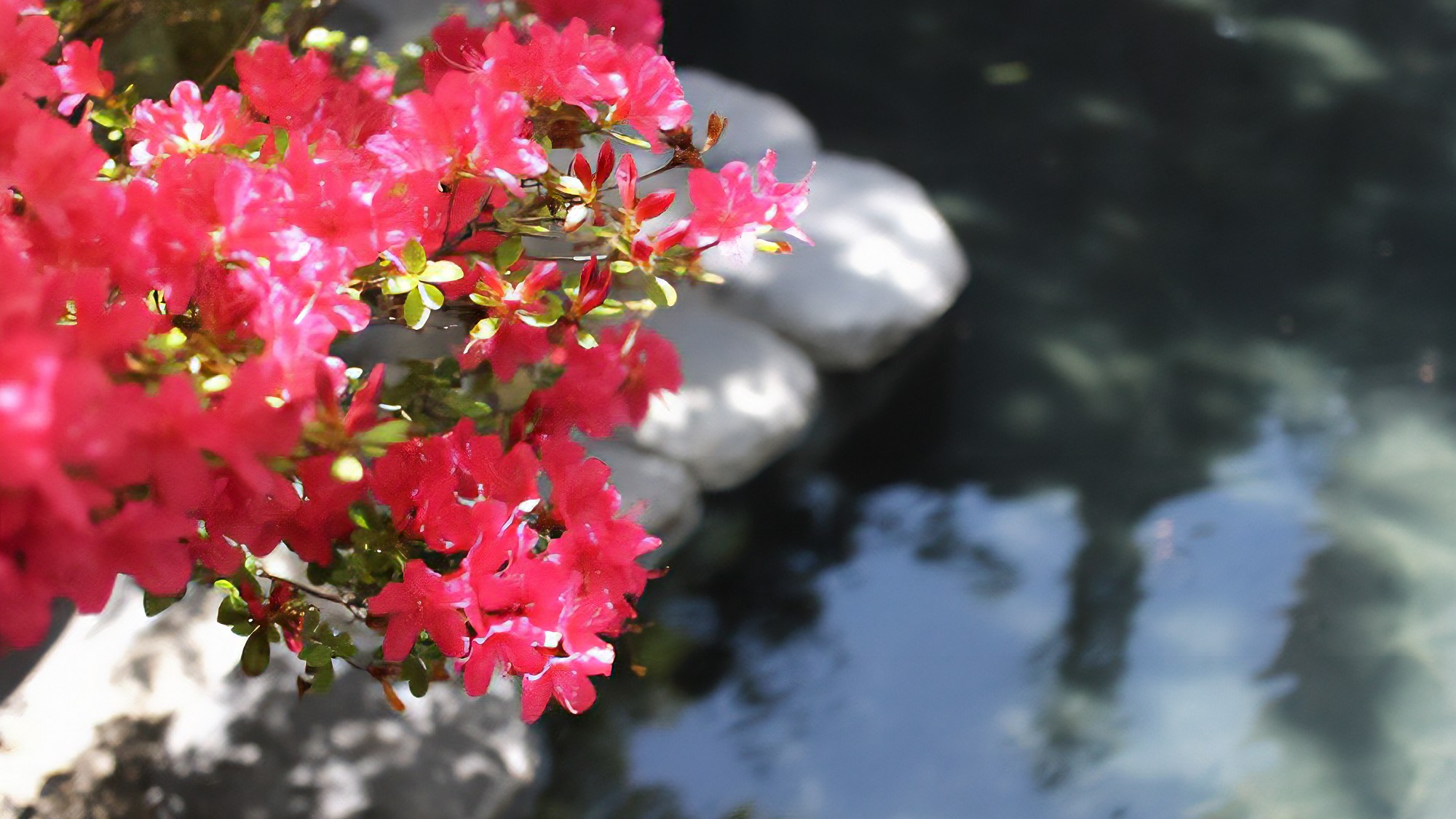 【露天風呂　瑠璃の湯】彩豊かな春の露天風呂