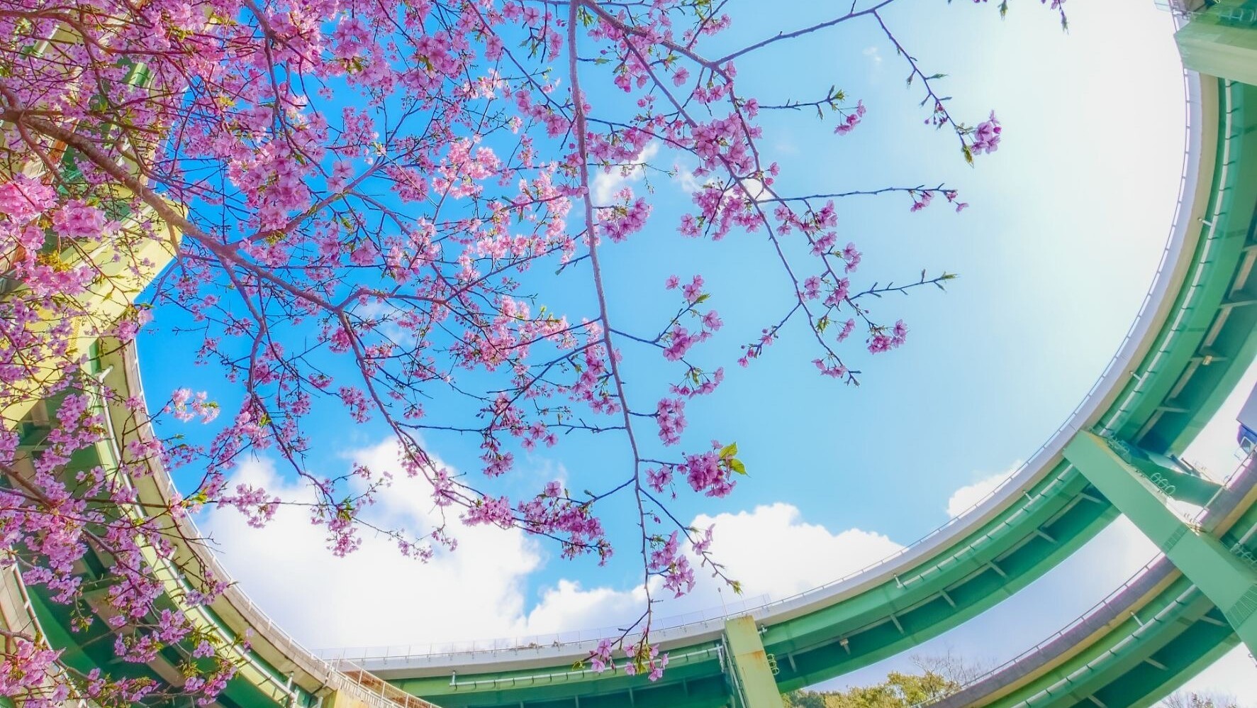 河津桜ループ橋