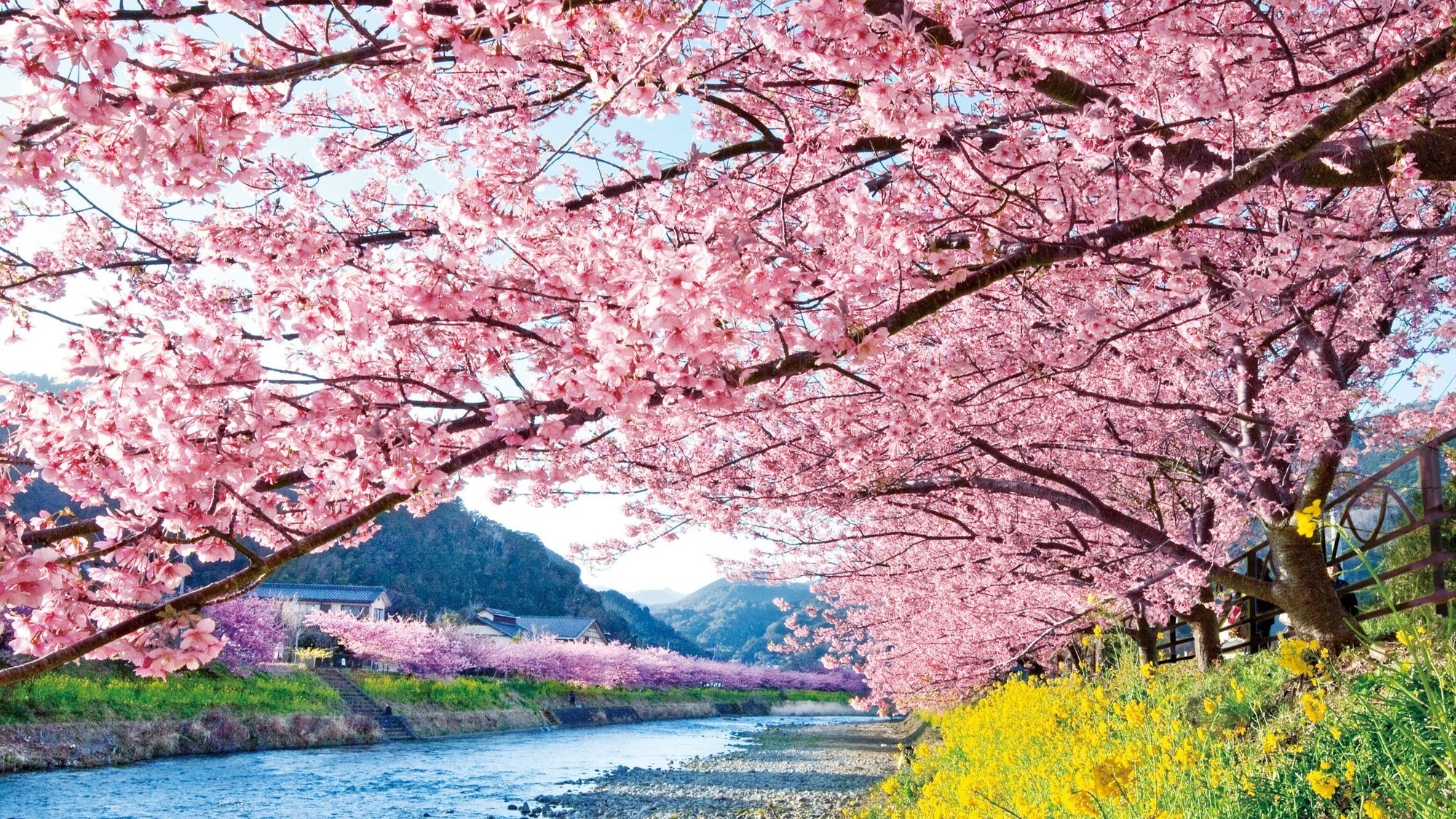 河津桜