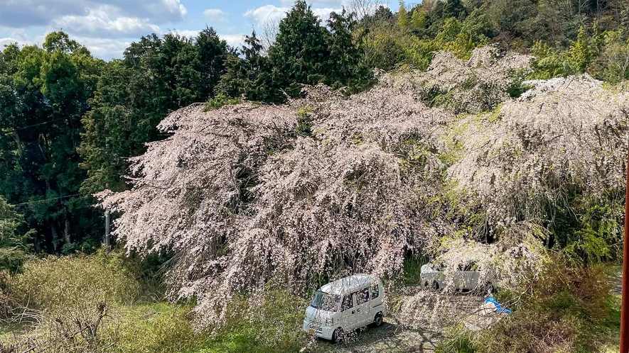 ・立派な桜の木は見ごたえ抜群！