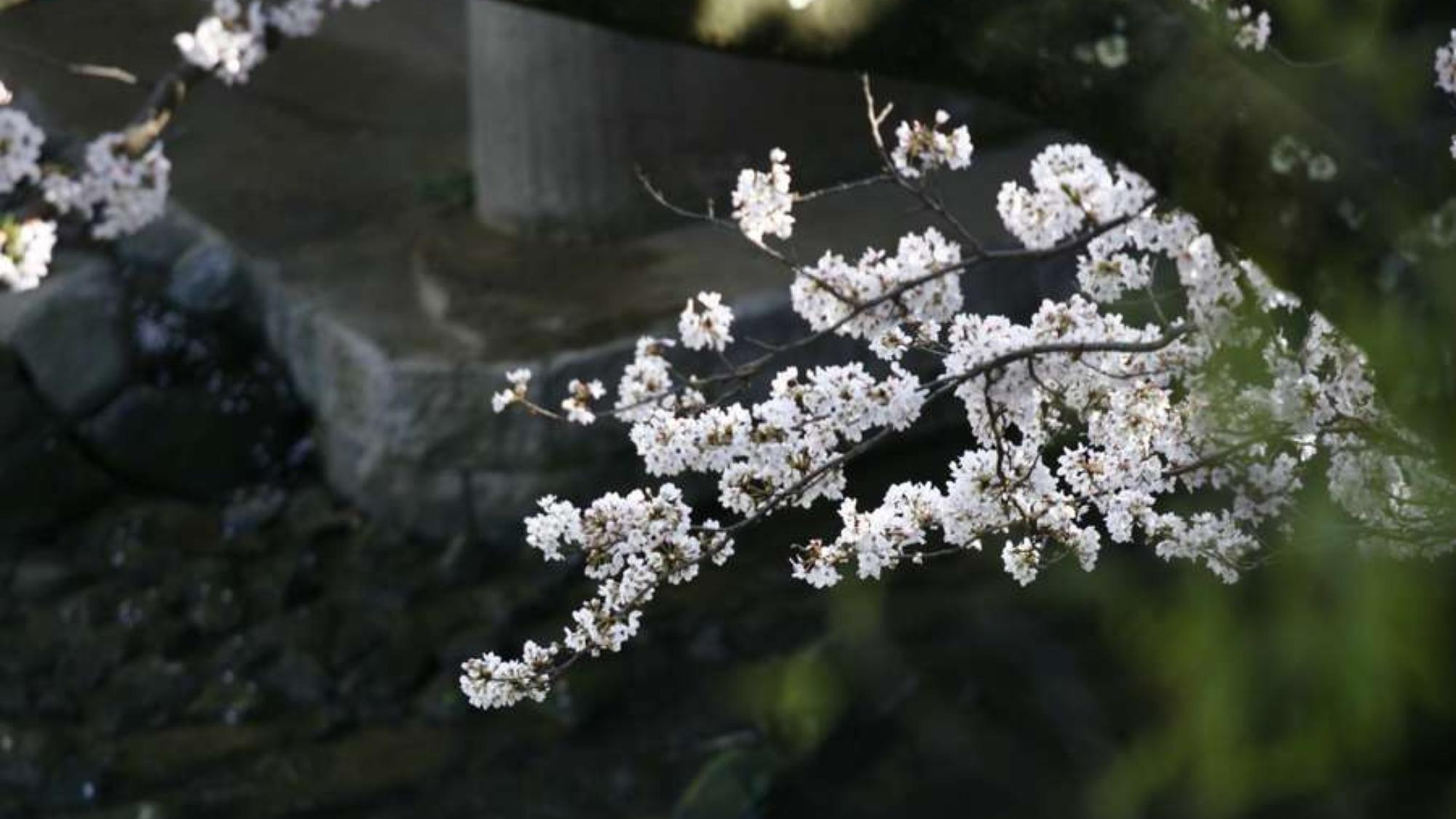 【四季亭〇二間続き特別室】お部屋から玉湯川沿いの桜を楽しんでいただけます。