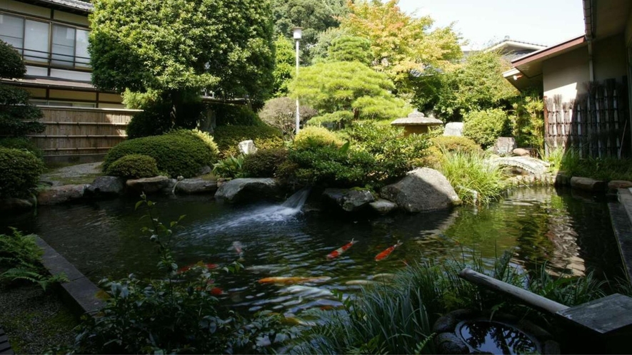 店主こだわりの純日本庭園の池では錦鯉が楽しそうに泳いでいます。