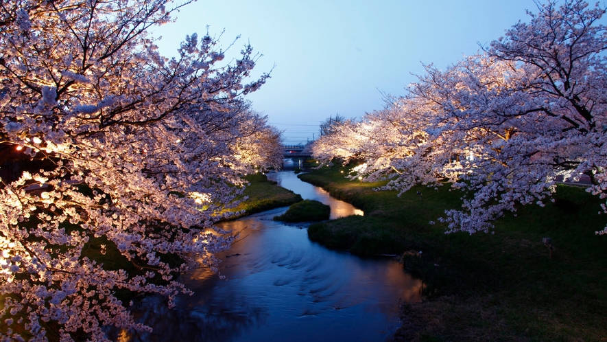 玉湯川を挟んで両側におよそ400本のソメイヨシノが咲き誇ります。幻想的な夜桜をお楽しみいただけます