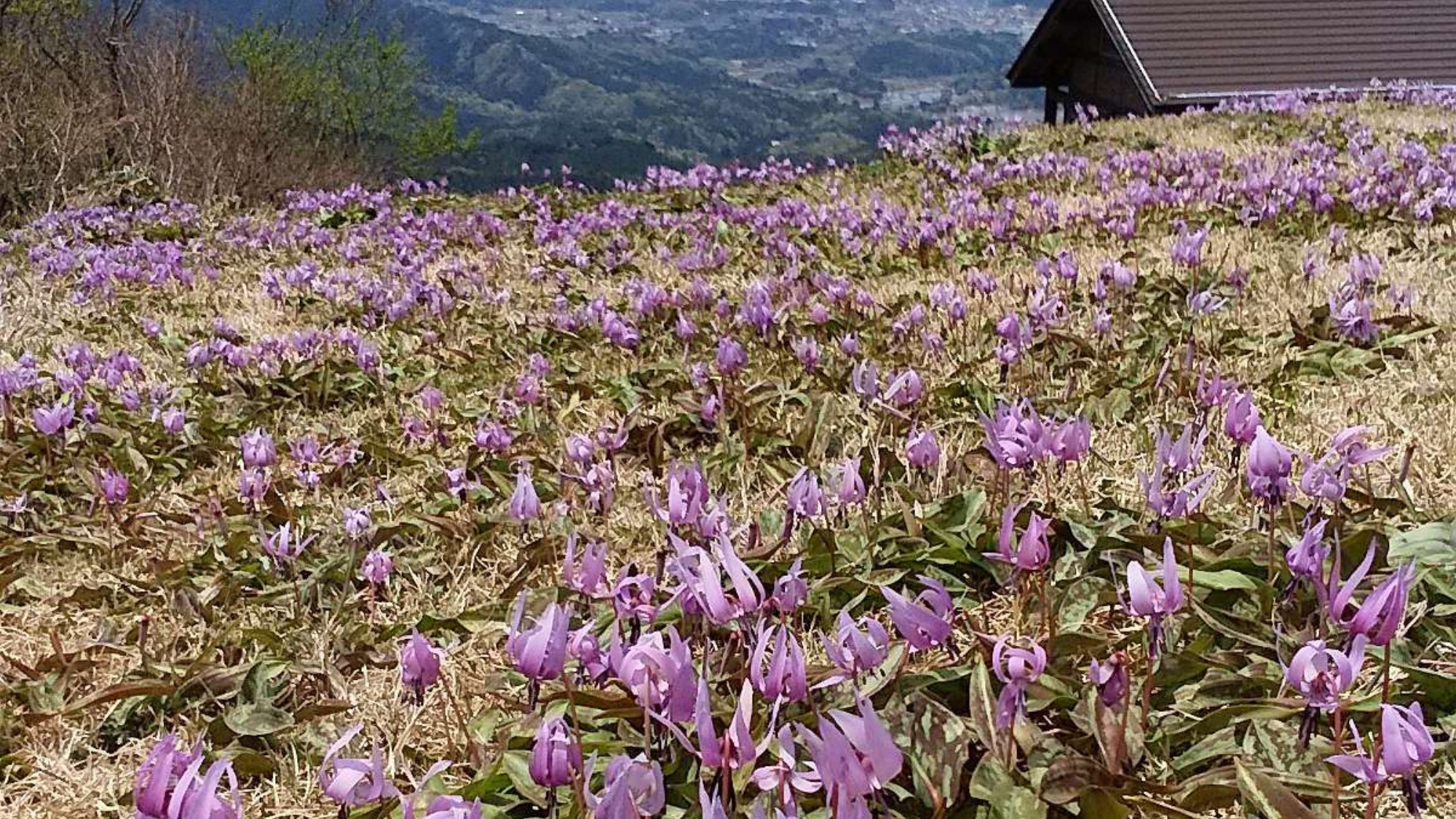 【船通山のかたくり】紫色の花が一面に咲いている綺麗な光景です。遠くには奥出雲の町並みも。