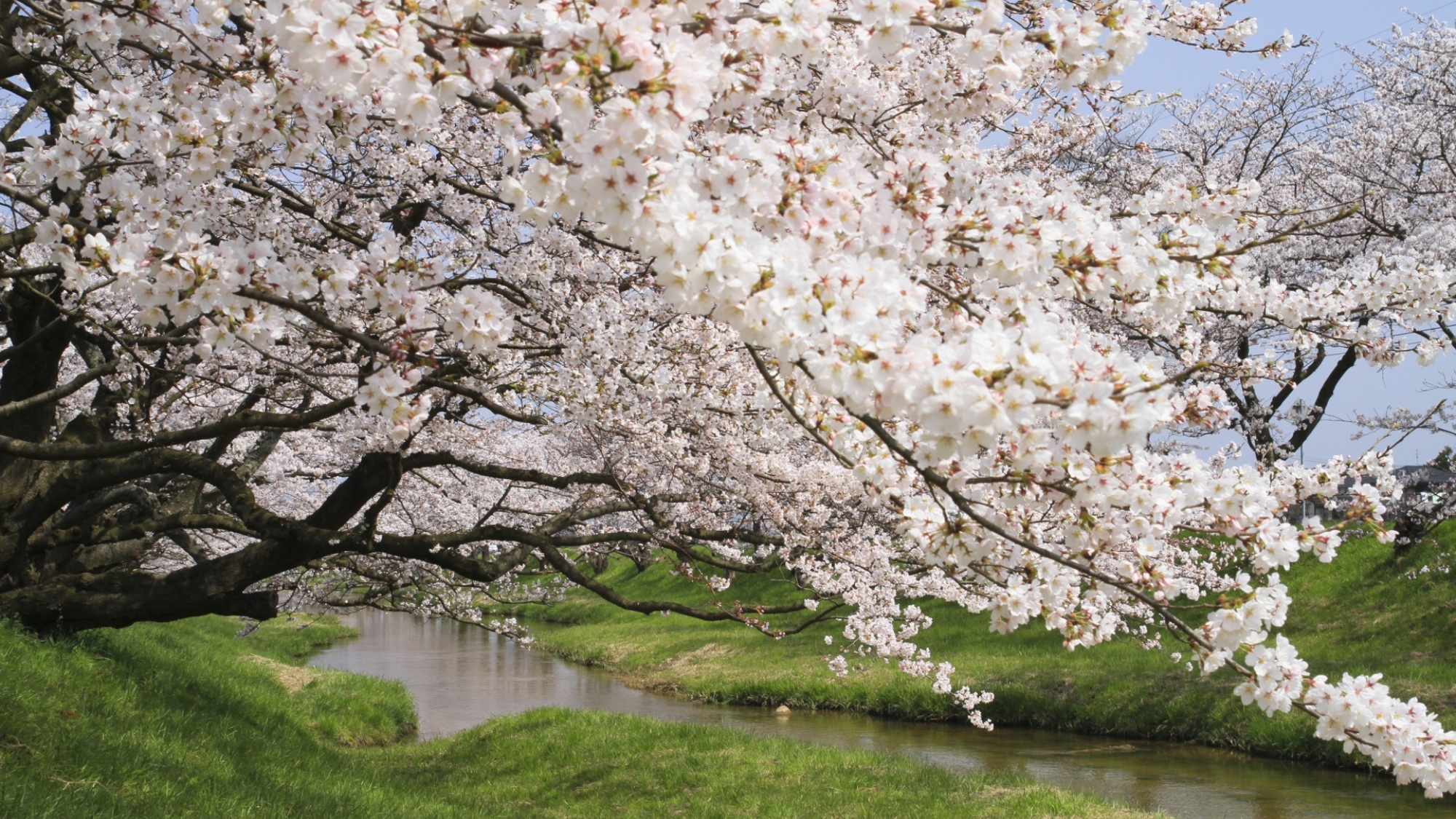 【春】玉造温泉の桜並木はおよそ2km！春の散策が楽しめます！