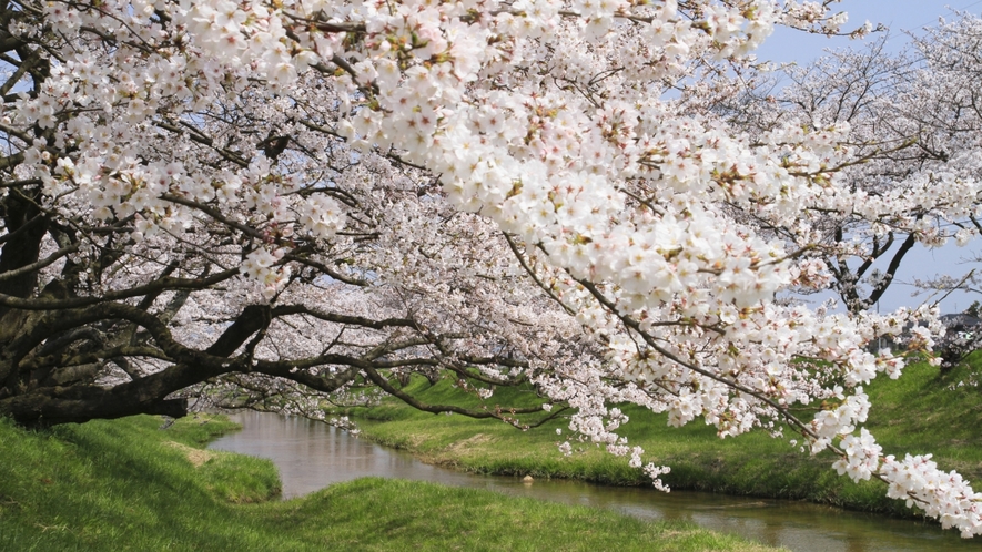 【春】玉造温泉の桜並木はおよそ2km！春の散策が楽しめます！