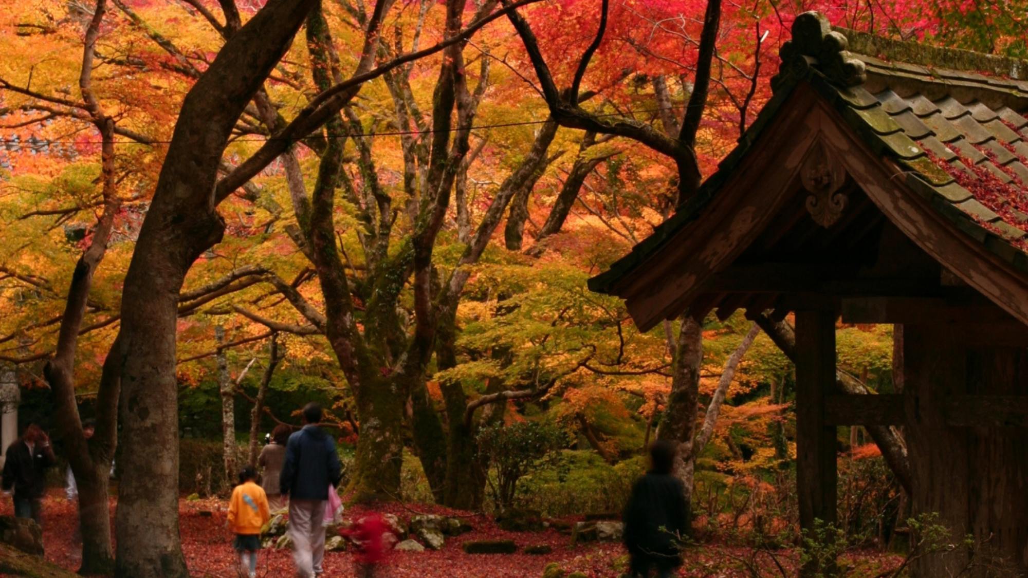 鰐淵寺の「いろはもみじ」は11月中旬～下旬ごろに見頃を迎えます。