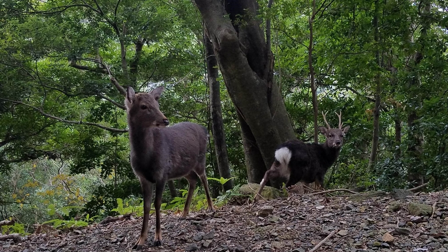 *【西部林道】自然に囲まれた道を進むと野生動物に会えるかも★